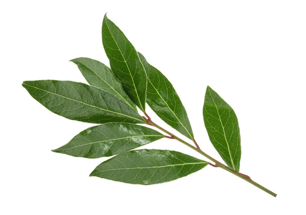 Fresh bay leaves isolated without shadow - Photo, Image