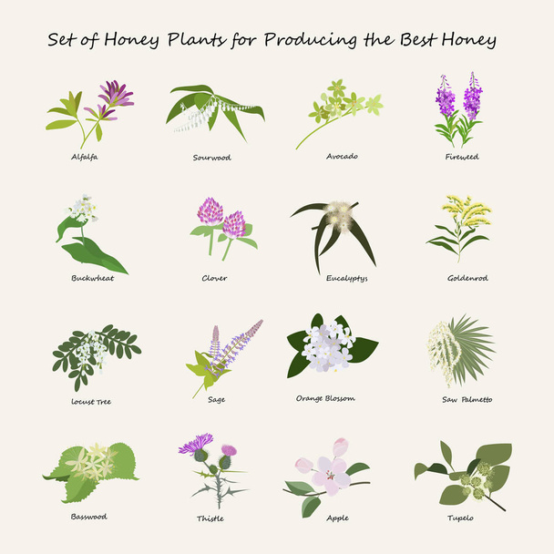 Honigpflanzenset - Vektor, Bild