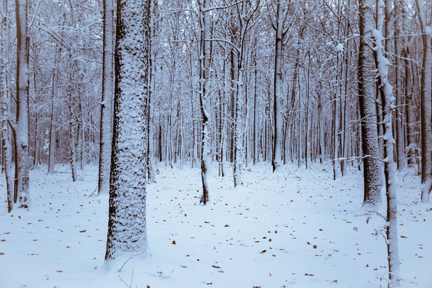 Winter forest with trees covered snow. Nature - Foto, immagini