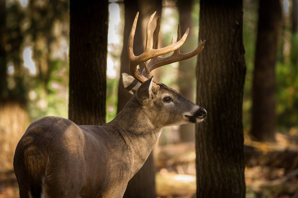 森の中に大きな白い尾の鹿バック - 写真・画像