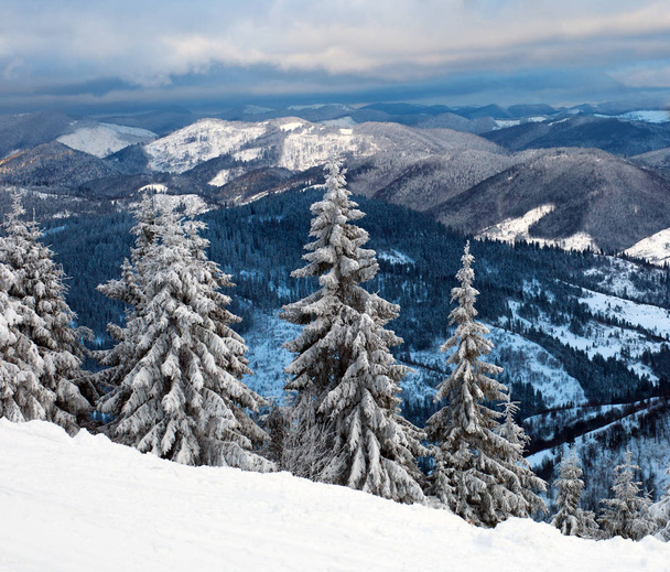 Pine winter forest covered by snow on background mountains - Zdjęcie, obraz