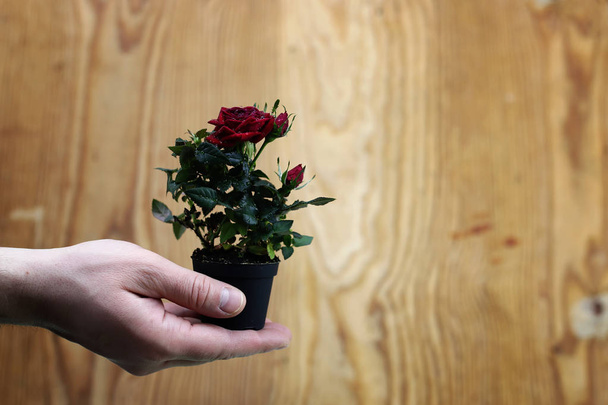 Τριαντάφυλλο σε ένα χέρι άνδρα - Φωτογραφία, εικόνα