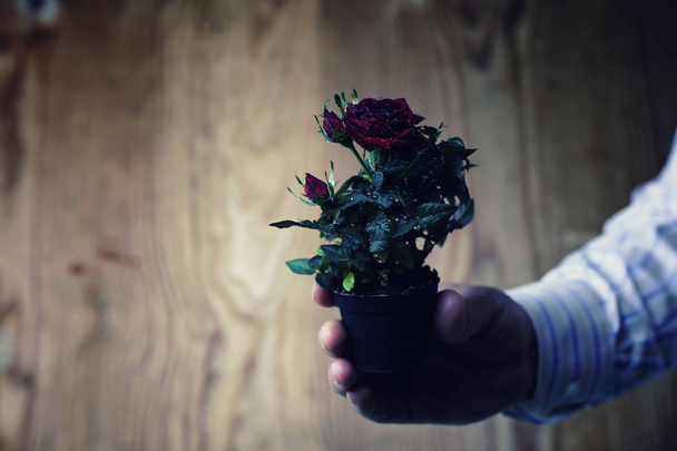 Ποτ με τριαντάφυλλο σε ένα φόντο κοστούμι άνθρωπος χέρι - Φωτογραφία, εικόνα