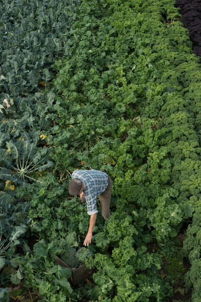 Overhead shot of a man in checked shirt  working in a fertile field of organic green and purple kale and other natural produce, planted in neat rows with large healthy leaves. He reaches towards a full wooden crate for collecting vegetables - Foto, Imagem