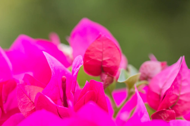 rózsaszín bougainvillea virág - Fotó, kép