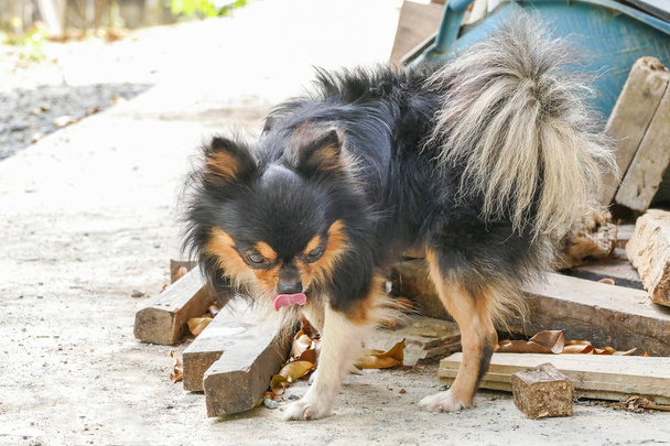 Σκυλί Chihuahua κατούρημα - Φωτογραφία, εικόνα