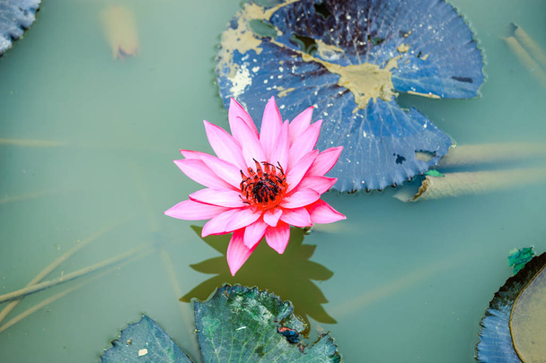 Flor de flor de loto
 - Foto, imagen