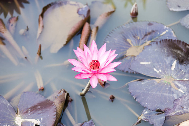 Lotosový květ květ - Fotografie, Obrázek