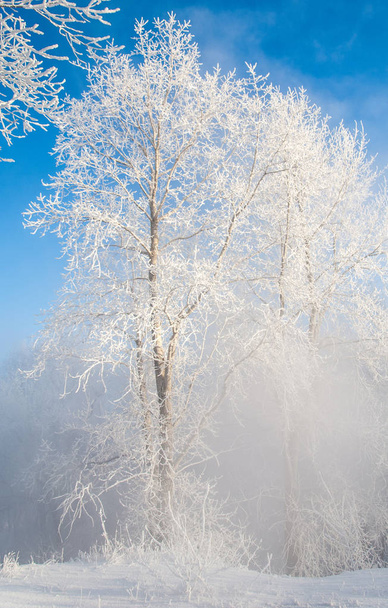 Zimowy krajobraz. Frost szron na drzewach. Mgły parowania wody. Błękitne niebo. Słoneczny dzień. Nieprzezroczyste powietrze nasycone parą wodną, wypełnione jasne światło słońca - Zdjęcie, obraz