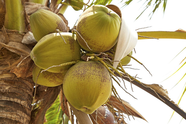 Een bos van kokosnoot opknoping op de boom. - Foto, afbeelding