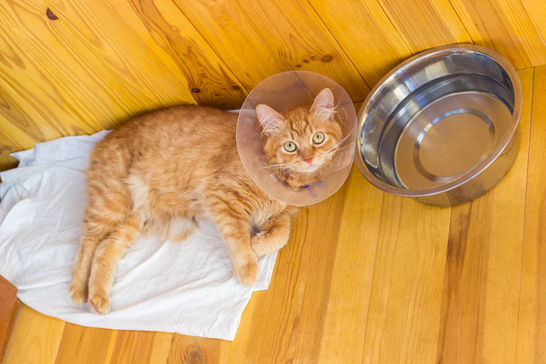 Κόκκινο γάτα κατά τη θεραπεία των τραυματισμών, φορώντας ένα ελισαβετιανής γιακά - Φωτογραφία, εικόνα