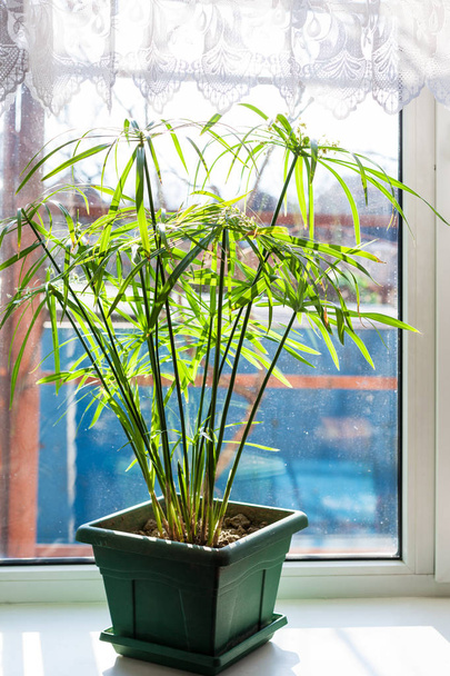 緑の植木鉢に緑の観葉植物 - 写真・画像