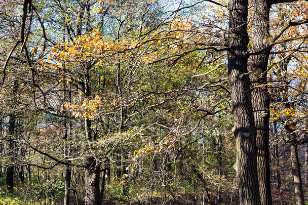 ramo di quercia con foglie gialle nei boschi
 - Foto, immagini