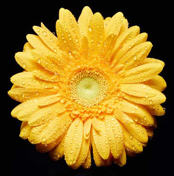 Yellow chrysanthemum with water drops  - Photo, Image