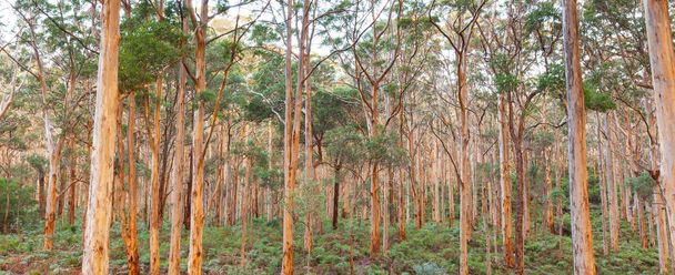 Boranup Karee Forest  - Photo, Image