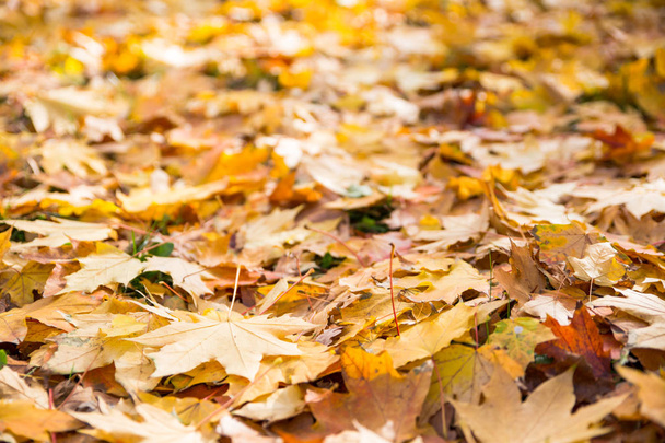 Autumn leaves texture on ground - Photo, image
