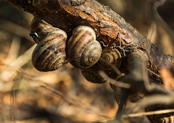 Grape snails on a branch close-up - Photo, Image