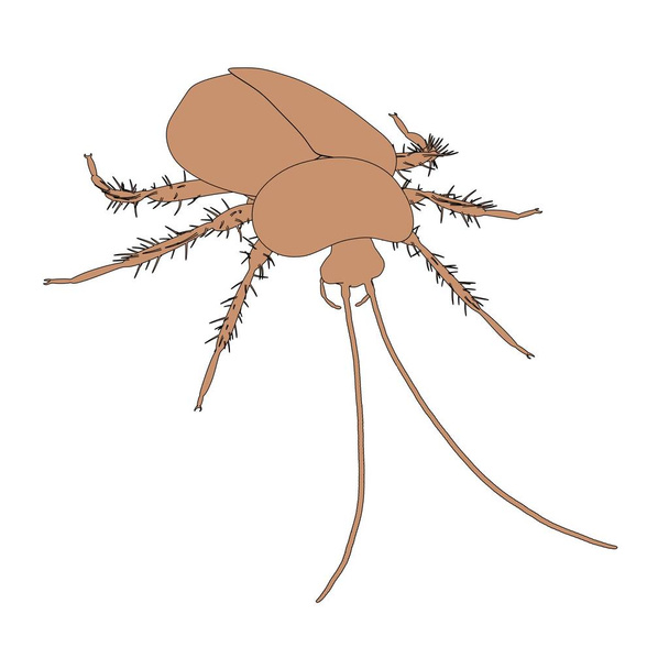 Hamam böceği 2D karikatür çizimi - Fotoğraf, Görsel