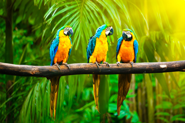 Mavi-sarı papağan - Fotoğraf, Görsel