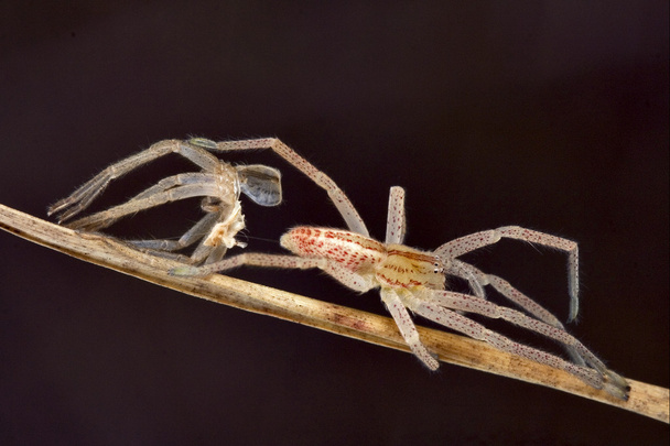 Смена паука
 - Фото, изображение