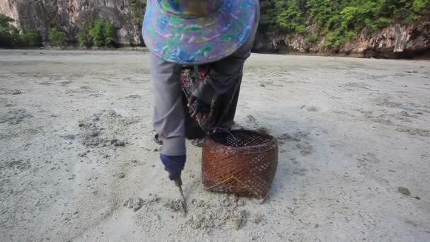 Woman picking shell - Imágenes, Vídeo