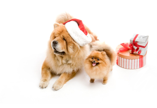 Chow-Chow in a red Santa Claus hat and spitz, Pomeranian dog near the stack of giftbox - Foto, Imagem