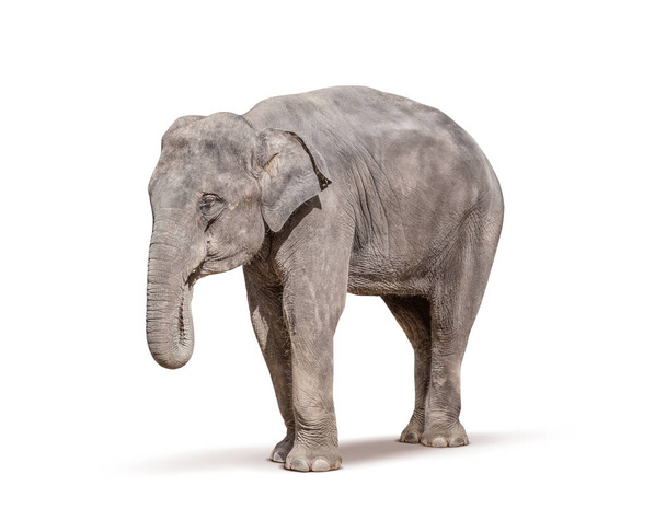 Elefant isoliert auf weißem Hintergrund - Foto, Bild
