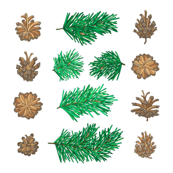 Branches of conifers with needles and cones - Vector, Image