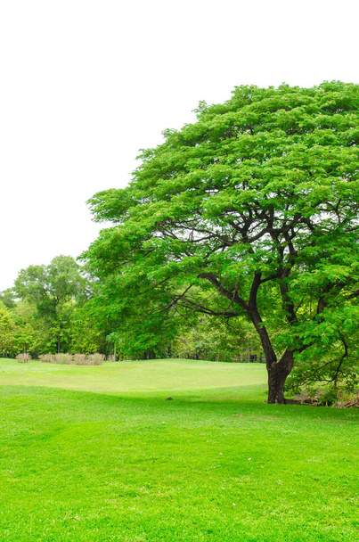 zelené travnaté hřiště v parku velkoměsta - Fotografie, Obrázek