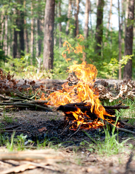 campfire in the forest - Photo, Image