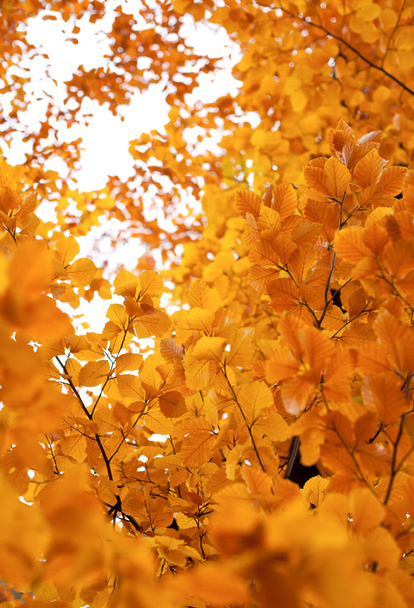 秋の紅葉 - 写真・画像