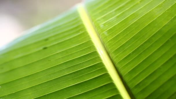 листок зеленій
 - Кадри, відео