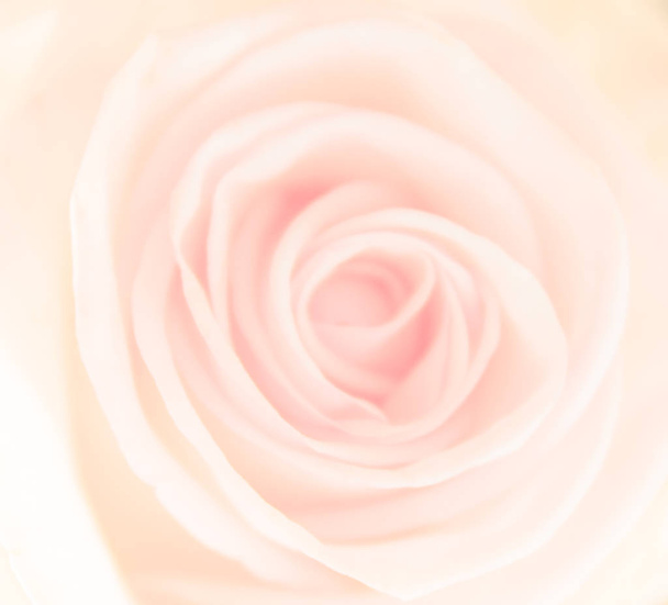 sladká barva růžový květ, Barevný filtr - Fotografie, Obrázek