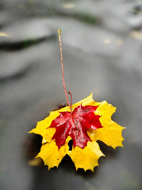 Падший сухой кленовый лист на воде, лист на камне в ручье
 - Фото, изображение