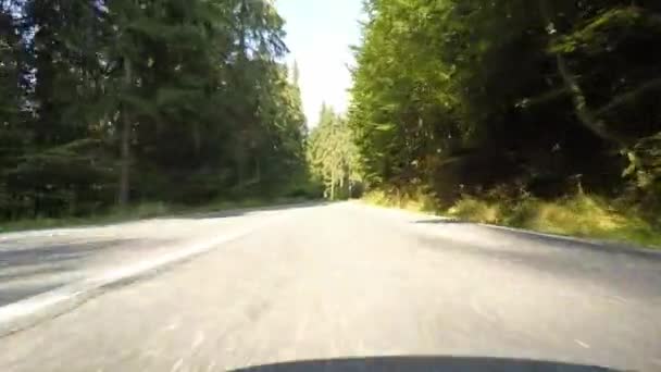 Rychle jedoucí auto koryto jehličnatého lesa - Záběry, video