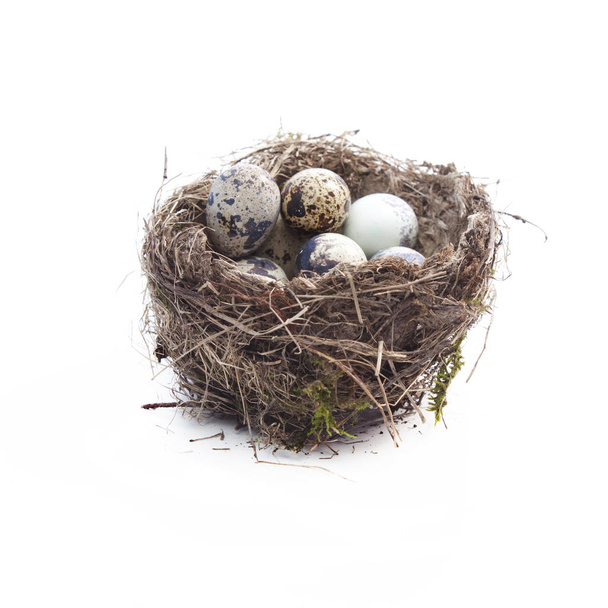 Quail eggs in nest - Photo, Image