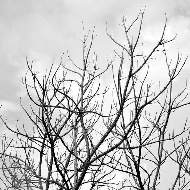 bare tree branch background texture - Photo, Image