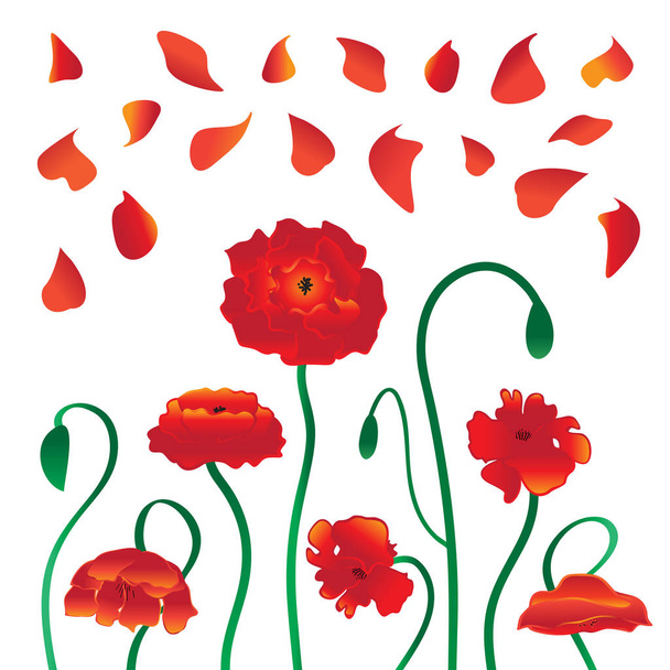 Flores de amapola roja con pétalos que caen sobre fondo blanco
 - Vector, imagen