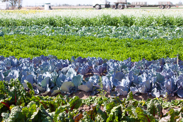 filas coloridas de verduras en el campo
 - Foto, imagen