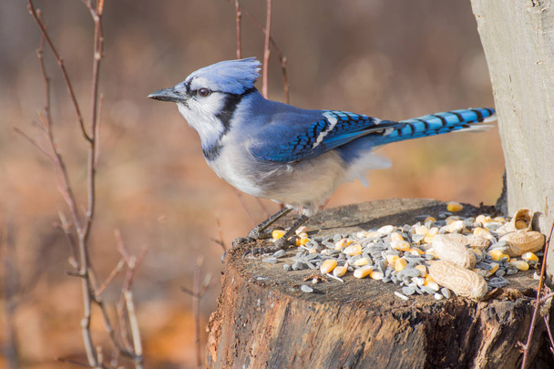 Blue Jay Perched - Photo, Image