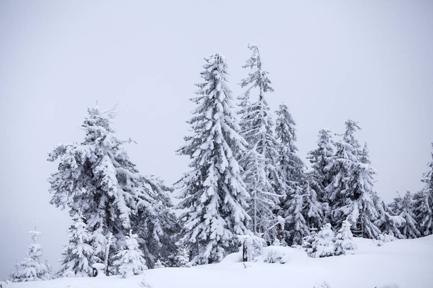 Christmas background with snowy fir trees - Fotografie, Obrázek