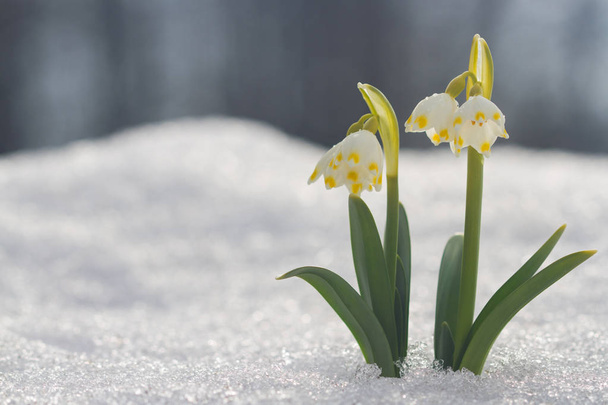 Valkoinen lumikukka kukka lumessa abstrakti bokeh tausta
 - Valokuva, kuva
