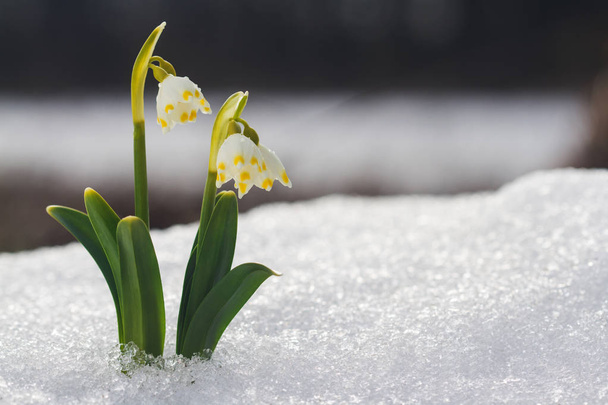 Bílá Sněženka květ s pozadí abstraktní bokeh - Fotografie, Obrázek