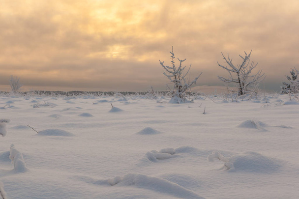 Frosty day in a forest glade. Winter landscape - Zdjęcie, obraz