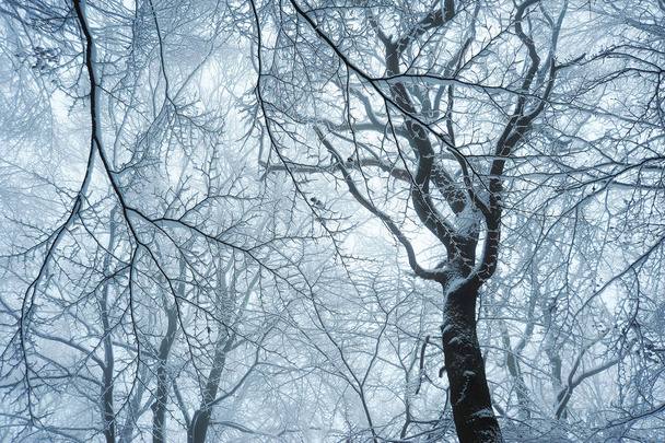 Vista de bajo ángulo del bosque nevado en una tranquila escena de invierno
 - Foto, imagen
