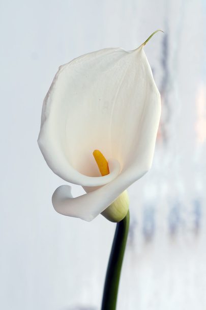 Weiße Calla-Lilie - Foto, Bild