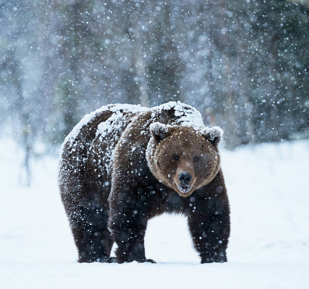 коричневий ведмідь ходить на снігу
 - Фото, зображення