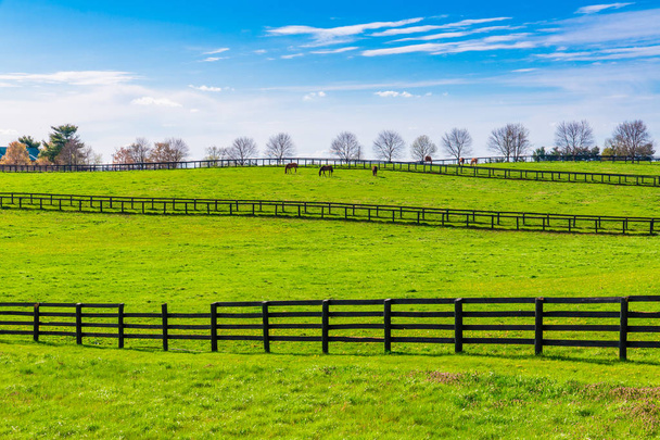 Зеленые пастбища конных ферм. Весенний пейзаж
.  - Фото, изображение