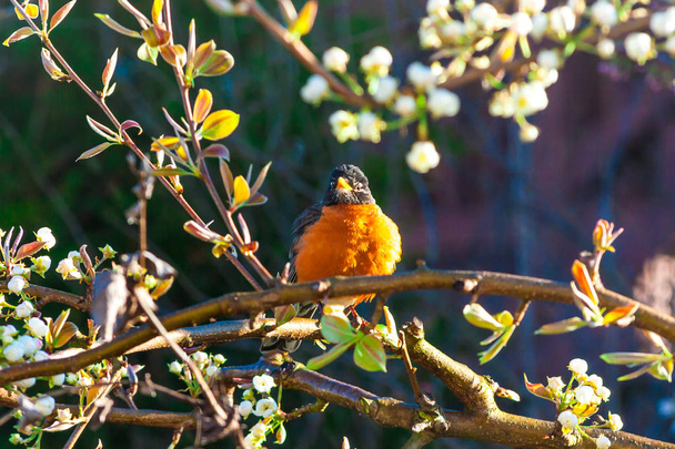Amerikai robin madár tavaszi fában. - Fotó, kép