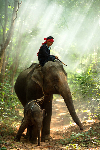 Elefante da família na selva
 - Foto, Imagem